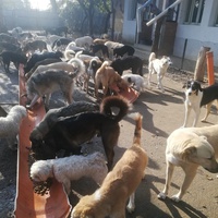 photo de livraison pour Europe4strays