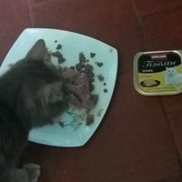photo de livraison pour Les chats libres de Caro
