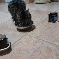 photo de livraison pour Ecole du Chat de Poitiers