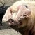 photo animal