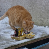 photo de livraison pour Jardin des Chats