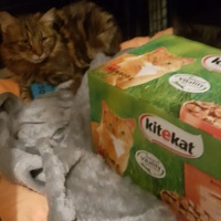 photo de livraison pour Nos Amis les Chats des Rues