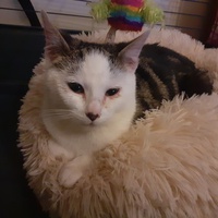photo de livraison pour SOS Chats en Détresse