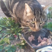 photo de livraison pour Les Chats-Pitresdelavi-Ste