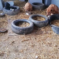 photo de livraison pour Sammelstelle für Tiere in Not e.V.