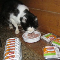 photo de livraison pour Au Bonheur des Chats Libres