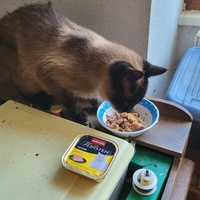 photo de livraison pour Ecole du Chat d’Arbois