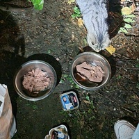 photo de livraison pour Les Chats de Dugny