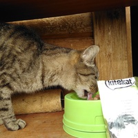 photo de livraison pour Chats errants du val du crenu