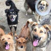 photo de livraison pour Saving Orphaned Souls Sheila's Animal Rescue Mission