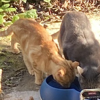 photo de livraison pour Association Nos Amis Nos Animaux