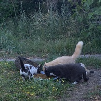 photo de livraison pour Le Chat Salonais