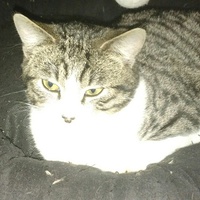 photo de livraison pour Coeur de Pattounes