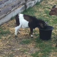 photo de livraison pour La Ferme des Zanimobiles