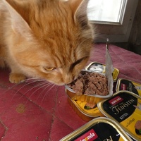 photo de livraison pour Jardin des Chats