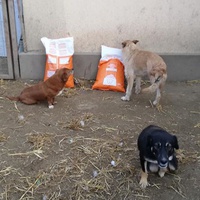 photo de livraison pour Sammelstelle für Tiere in Not e.V.