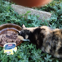 photo de livraison pour Chats errants du val du crenu