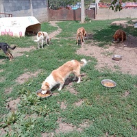 photo de livraison pour Serbian Society for the Protection of Animals - SSPA