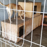 photo de livraison pour Sammelstelle für Tiere in Not e.V.