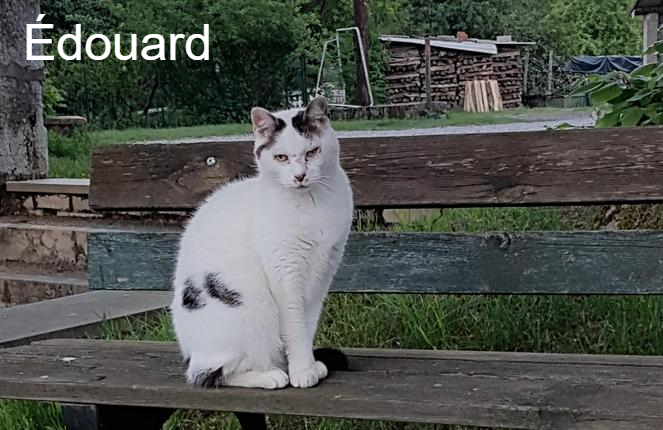 Édouard - Ecole du Chat d’Arbois - Animal Webaction