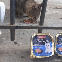 photo de livraison pour Chats cerbériens
