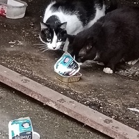 photo de livraison pour L’École du Chat de Saint-Denis Langevin