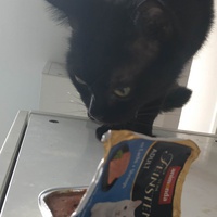 photo de livraison pour Les Pattounes de l'Espoir