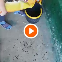 photo de livraison pour Nobody's Dog France