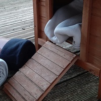 photo de livraison pour Bien vivre avec les Chats Sallélois