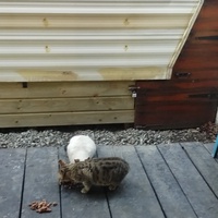 photo de livraison pour Chats cerbériens