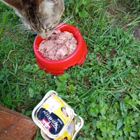 photo de livraison pour Chats Oubliés