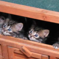 photo de livraison pour Lezard