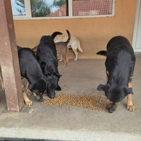 photo de livraison pour Društvo za zaštitu životinja "Bela"