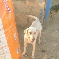 photo de livraison pour 4 Pattes Mogador