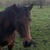 photo animal