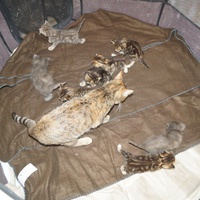 photo de livraison pour Ecole du Chat de Vernon