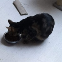 photo de livraison pour Cosette