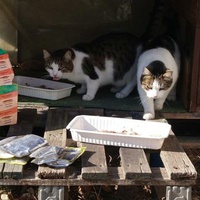 photo de livraison pour Croq'Chats