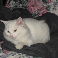 photo de livraison pour Jardin des Chats