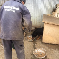 photo de livraison pour Save & Hope for Dogs