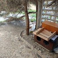 photo de livraison pour Les Miss'tigris de l'Espoir