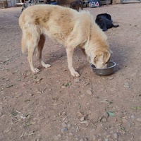 photo de livraison pour Help Adopt Moroccan Animals
