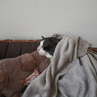 photo de livraison pour Ronron du Bonheur