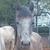 photo animal
