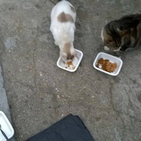 photo de livraison pour Pattounes Sans Toit
