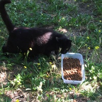 photo de livraison pour Ecole du Chat des Alpilles