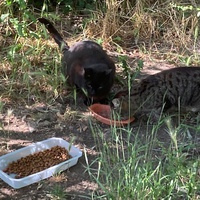 photo de livraison pour Ecole du Chat des Alpilles