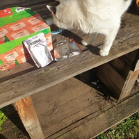 photo de livraison pour Ecole du Chat d’Arbois