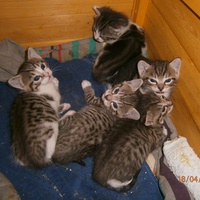 photo de livraison pour Adoption Féline Estuaire
