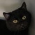 photo animal